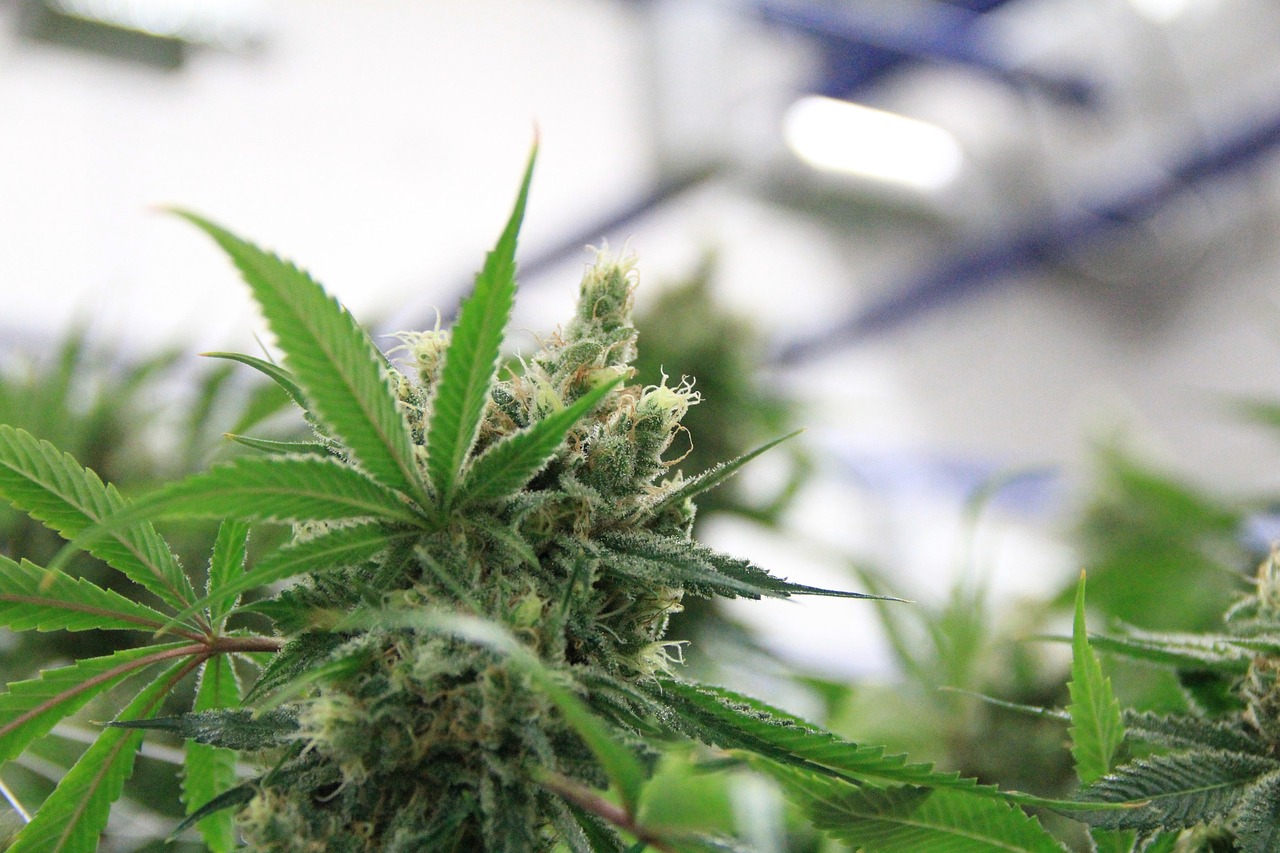 Сорт конопли G13 Haze от производителя Ganja Seeds