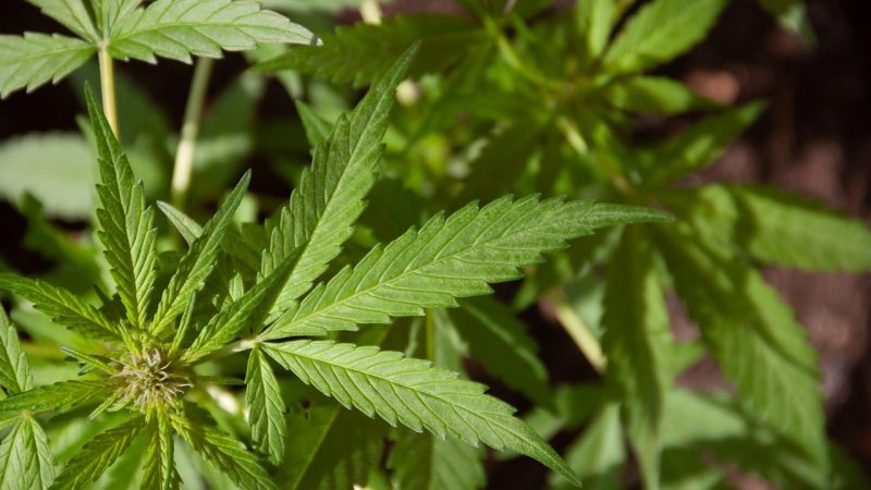 Семена конопли NeiL Haze regular от Kannabia Seeds