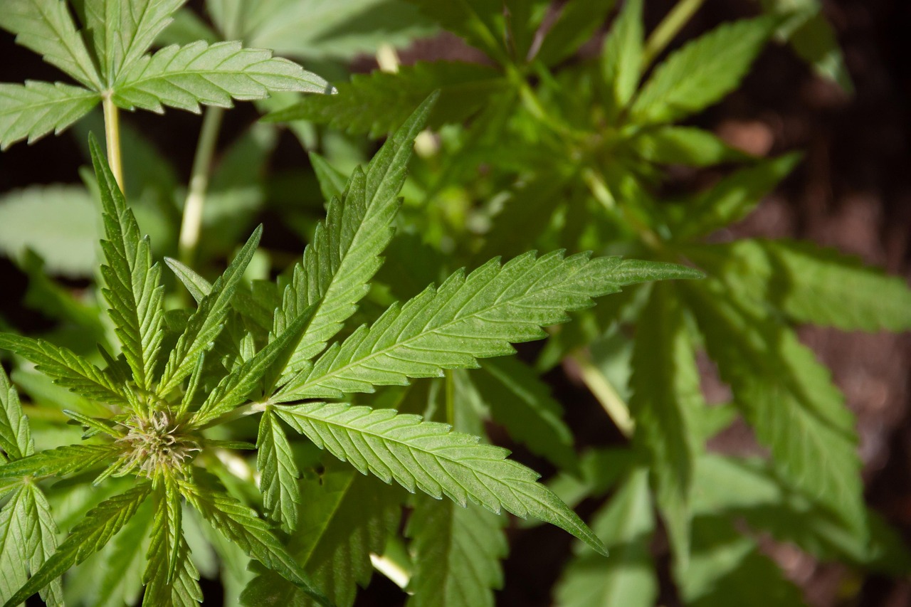 Семена конопли NeiL Haze regular от Kannabia Seeds