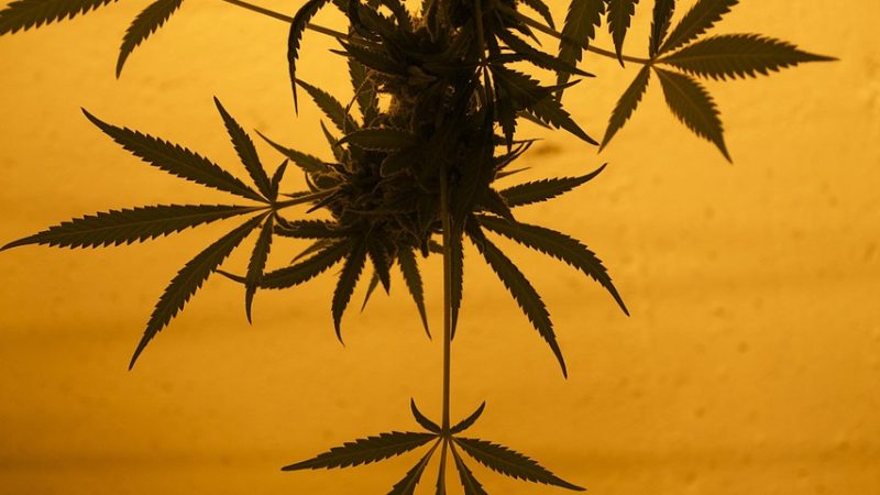 Покупка семян технической конопли оптом: преимущества и особенности