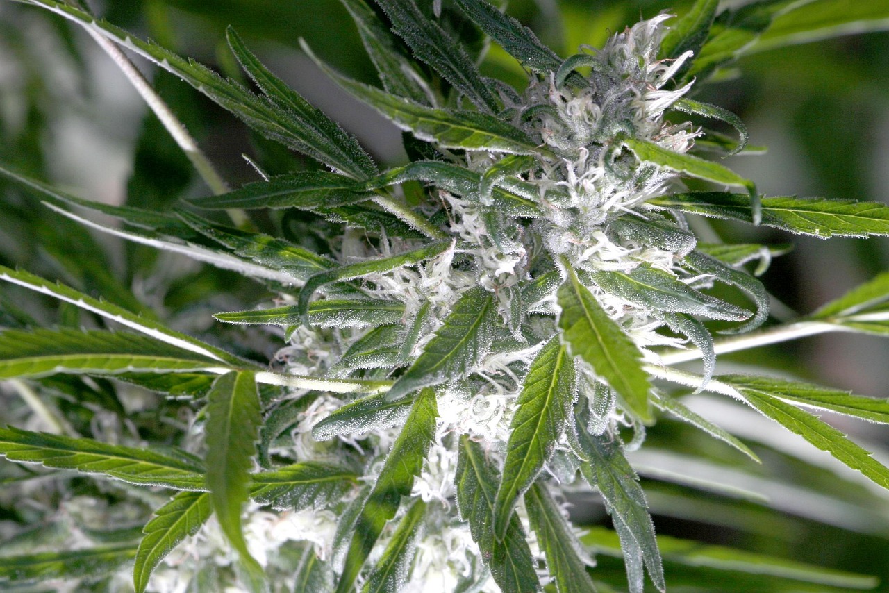 Сорт конопли Auto Crystal Meth от regular Ganja Seeds