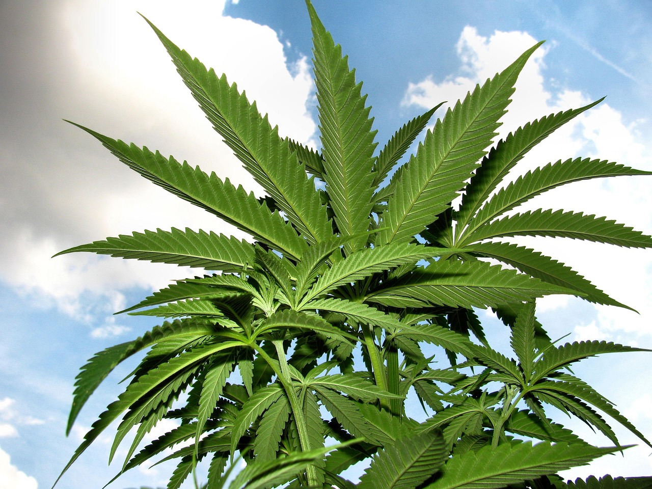 Семена конопли Black Domina x M8 feminised от Ganja Seeds