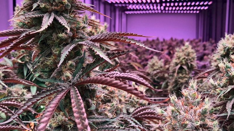 Семена конопли Chocolope feminised от DNA Genetics: характеристики и особенности выращивания