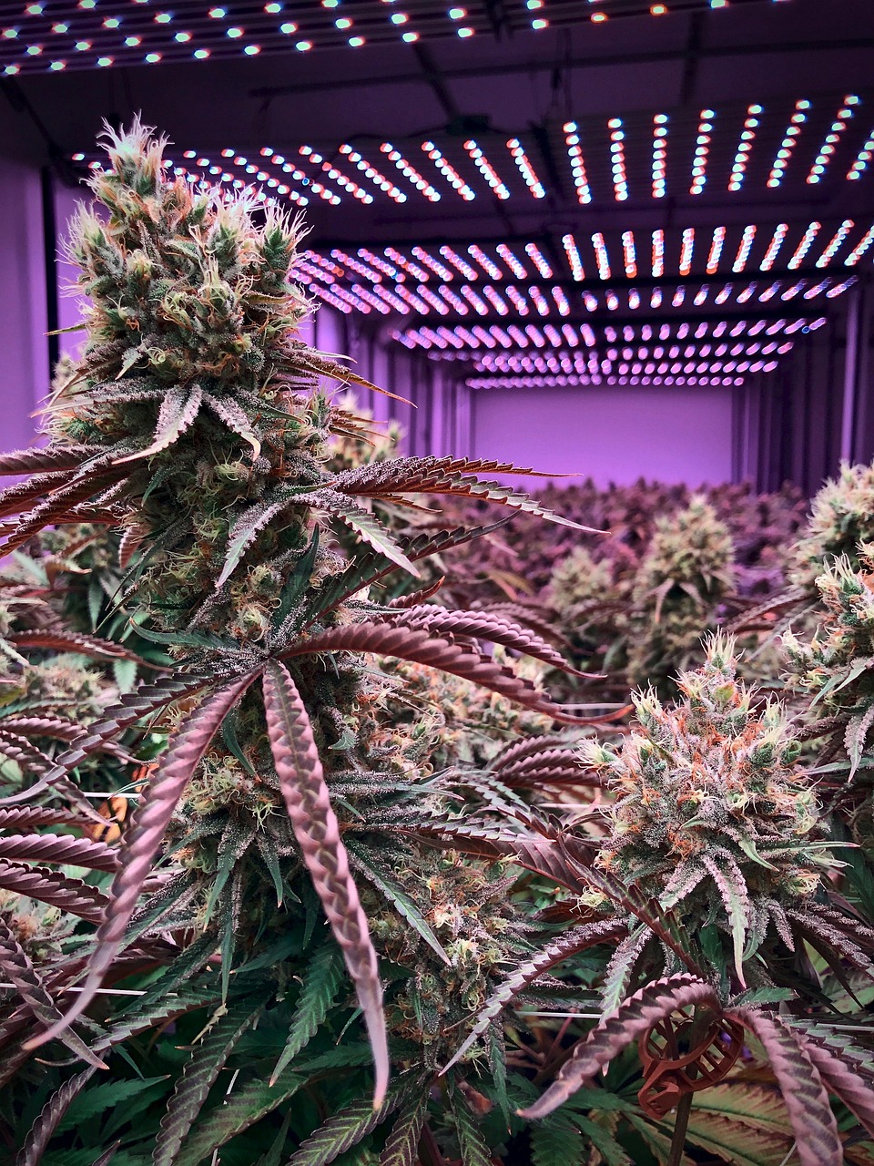 Семена конопли Chocolope feminised от DNA Genetics: характеристики и особенности выращивания