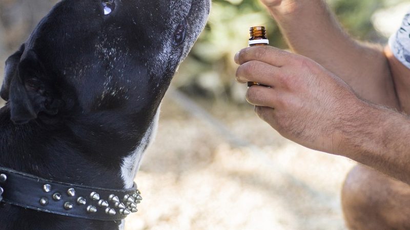 Выращивание конопли из семян основные этапы и советы