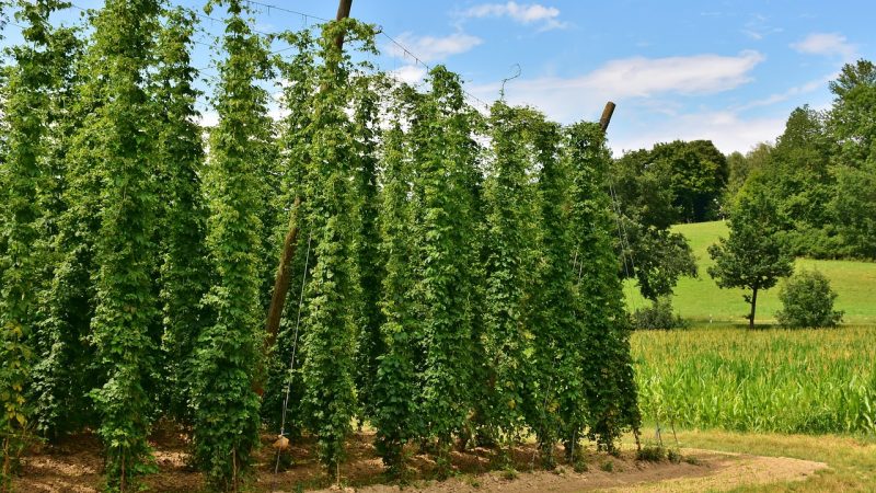 Семена конопли Master Kush feminised от Nirvana Seeds