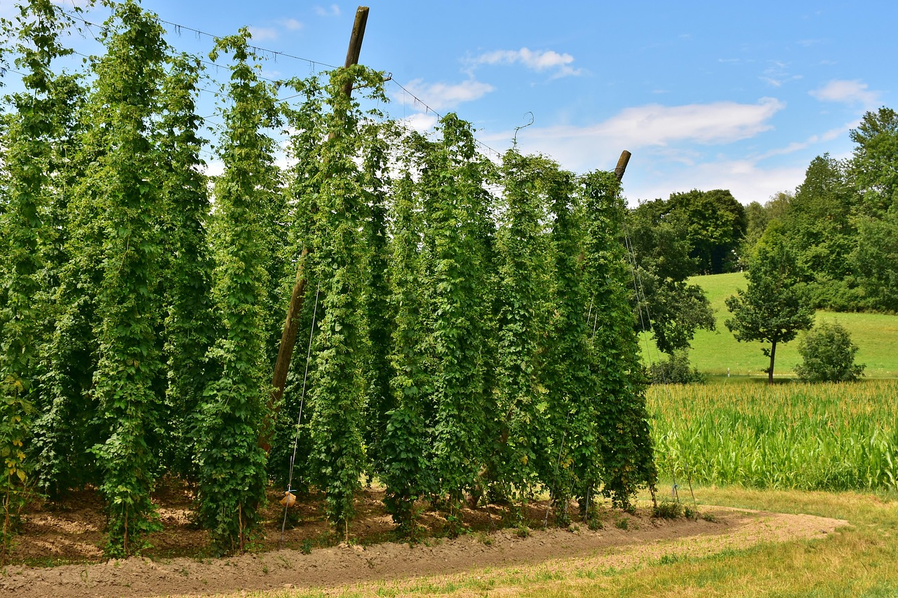 Семена конопли Master Kush feminised от Nirvana Seeds