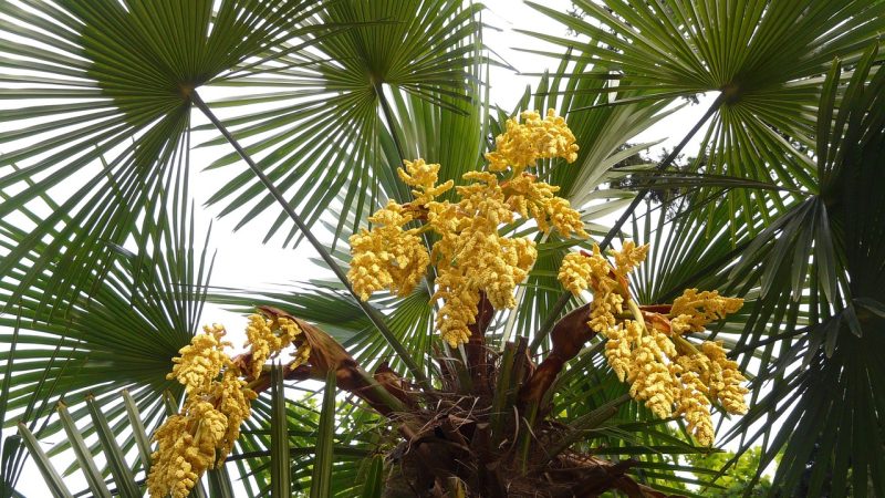 Конопля и ее наркотические свойства