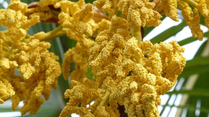 Законность семян марихуаны