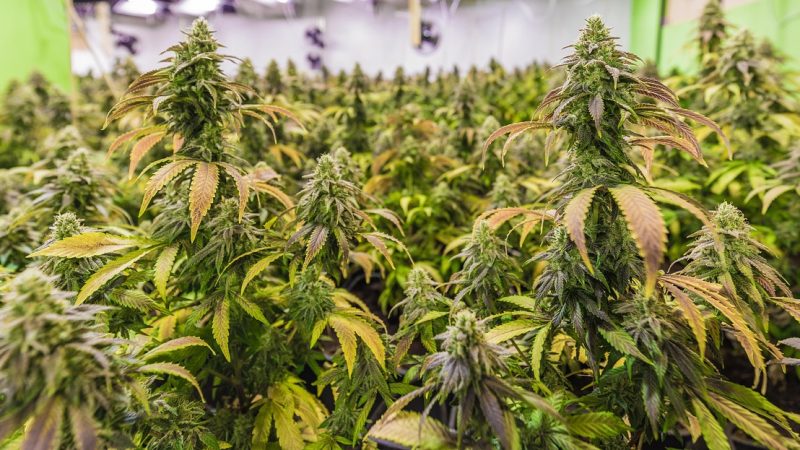 Семена конопли Auto Easy Bud feminised от Royal Queen Seeds