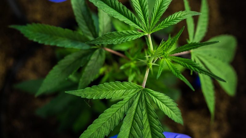 Сортовые семена конопли и их значение в современном выращивании