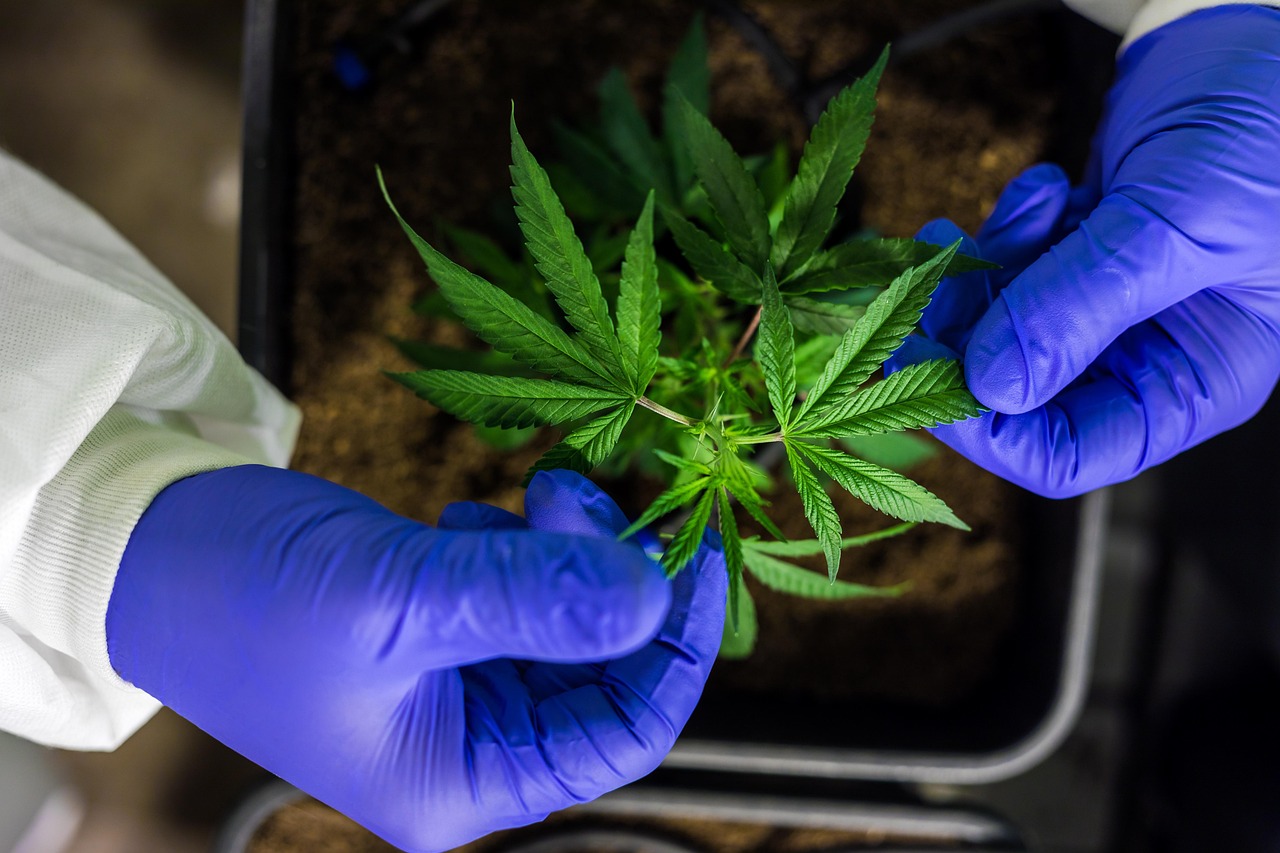 Семена конопли Autoflower USA Mix feminised от Dutch Passion Seeds