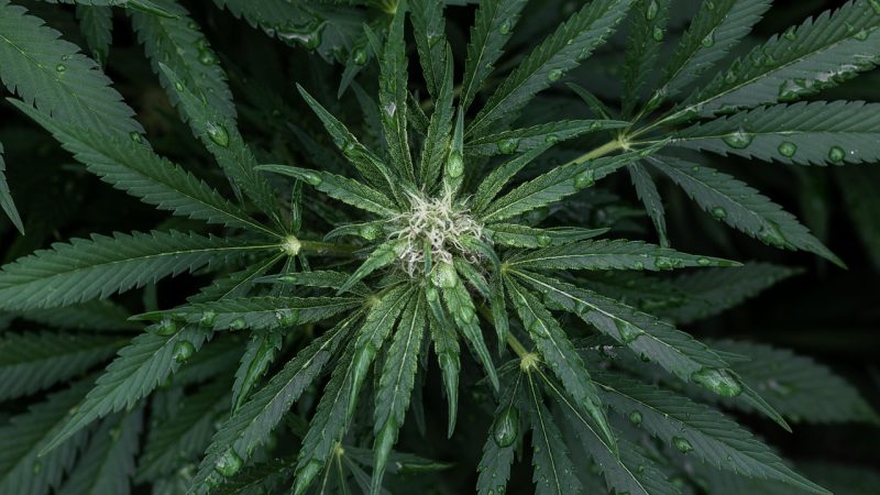 Семена конопли Bubba Kush feminised от Green House Seeds