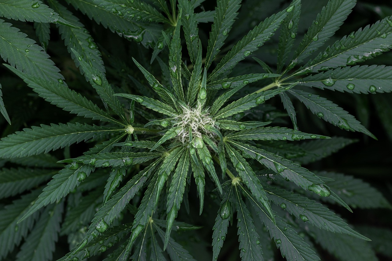 Семена конопли Bubba Kush feminised от Green House Seeds
