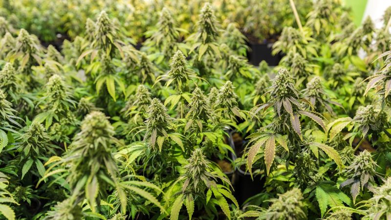 Питательная ценность семян конопли для птиц