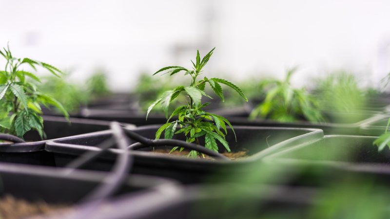 Семена скороспелой конопли особенности и преимущества использования