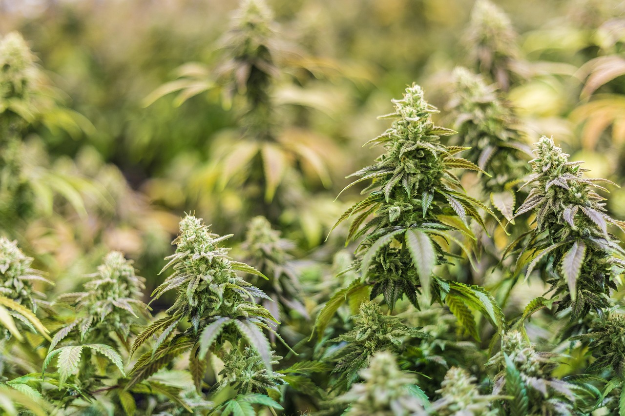 Семена конопли Critical Mass feminised от Ganja Seeds