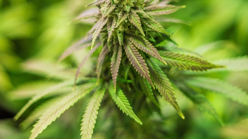 Семена конопли Cream 47 feminised от Ganja Seeds