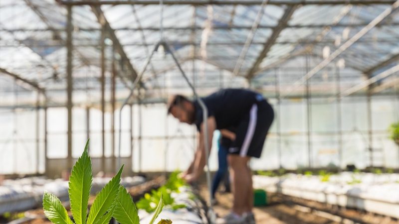 Семена конопли Critical feminised от Advanced Seeds