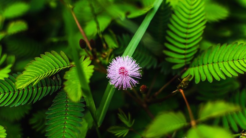 Семена конопли Auto Hindu Kush feminised от Breeders Community Seeds