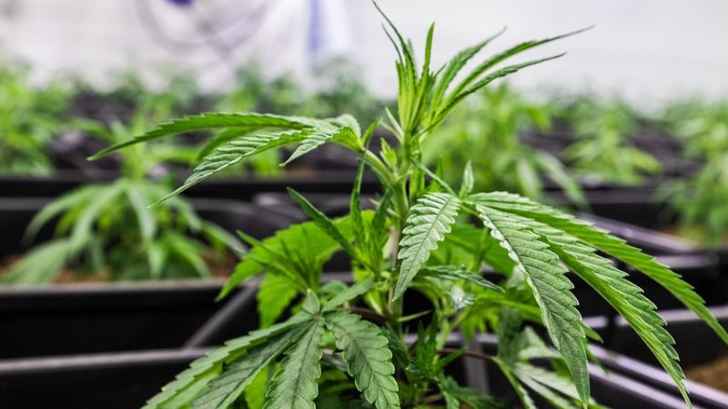 Семена конопли и их использование