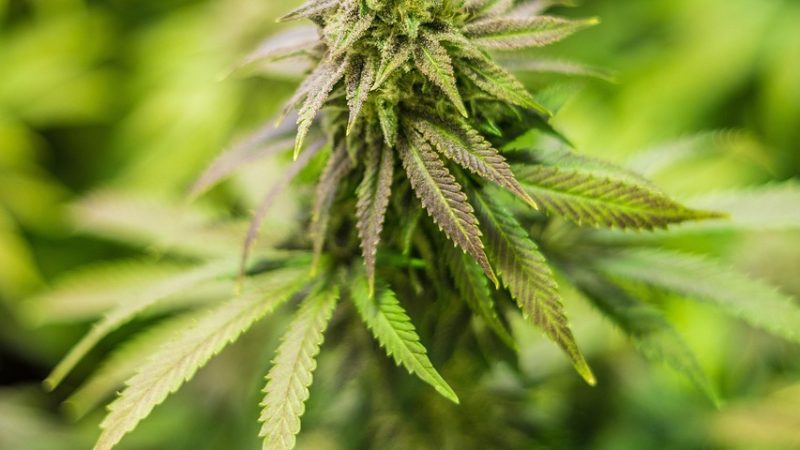 Семена конопли польза и рецепты для здорового питания