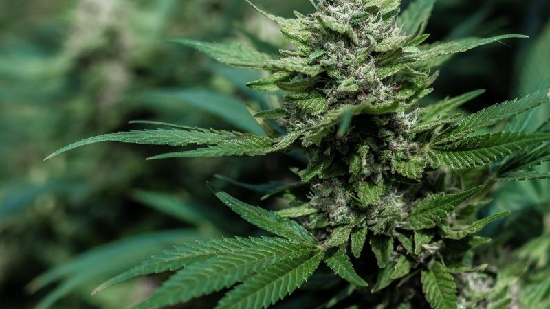 Полезные свойства и способы употребления семян конопли