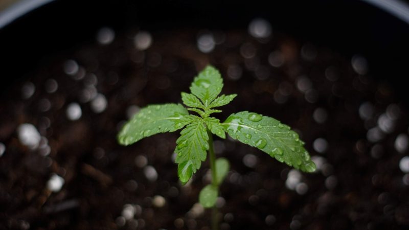 Сорт конопли Auto Magnesia Haze feminised от Ganja Seeds