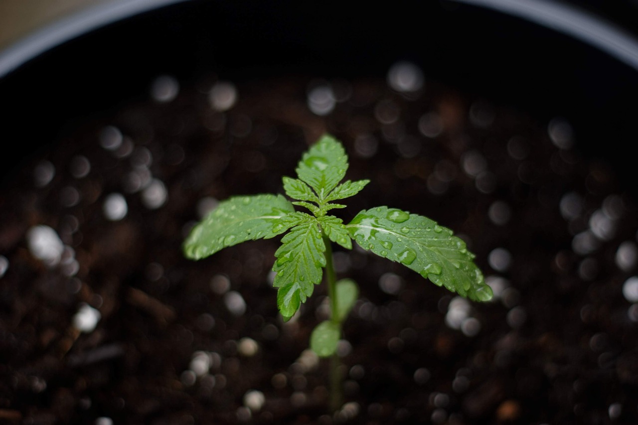 Сорт конопли Auto Magnesia Haze feminised от Ganja Seeds