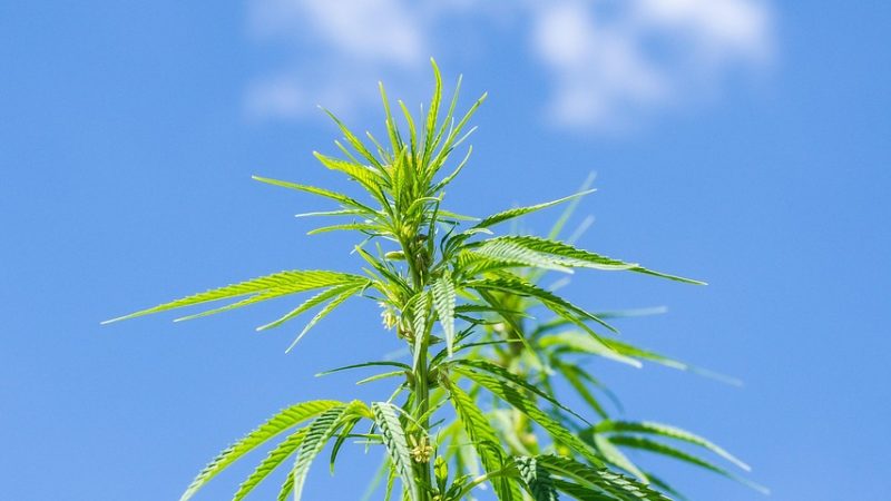 Купить Семена Конопли в Ростове-на-Дону: Где и Как Выбрать Качественные Семена