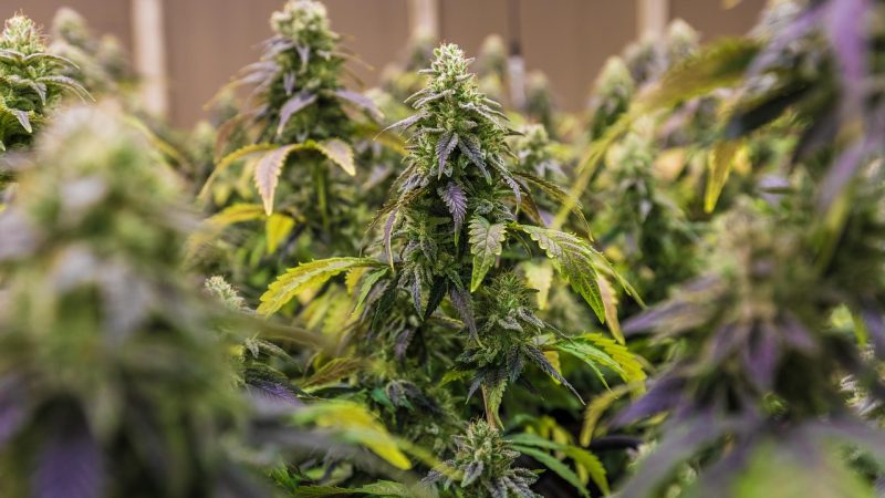 Настойка из семян конопли полезные свойства и применение