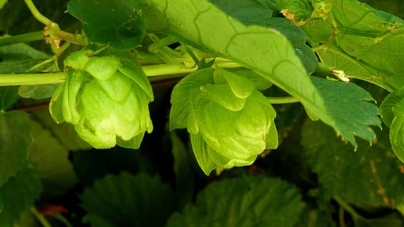 Семена конопли Индика особенности и преимущества выращивания