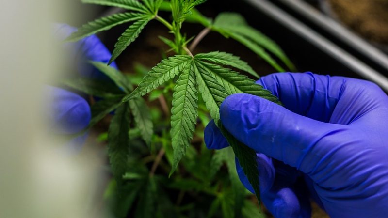 Семена конопли Reserva Privada Mix Pack feminised