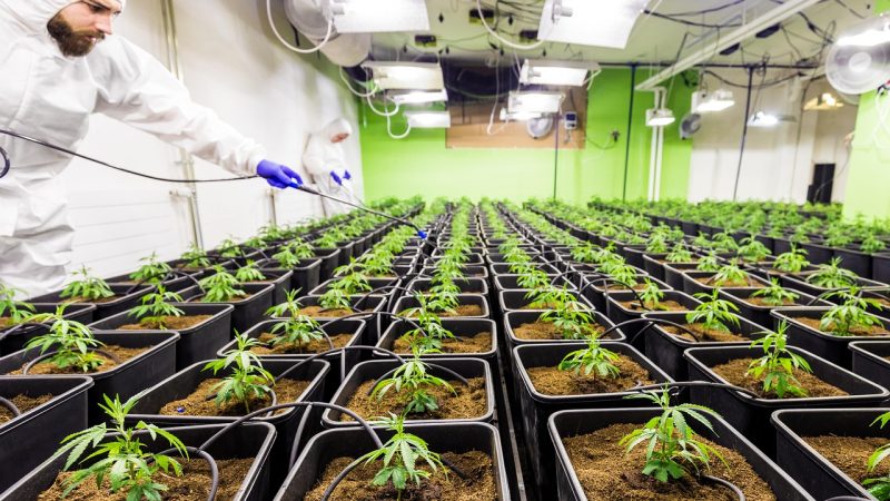 Автоцветущие семена каннабиса преимущества и где купить на Семяныч