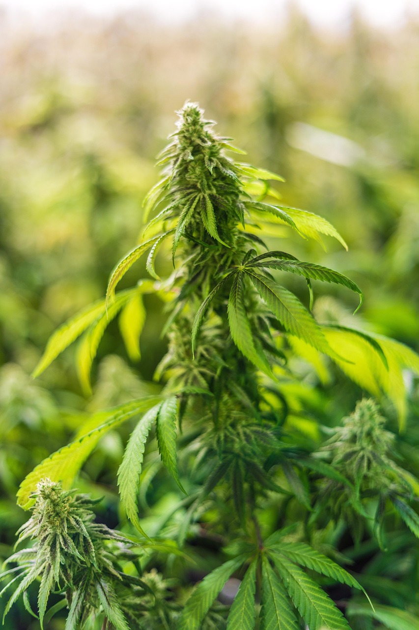Семена конопли Auto Karatal feminised от Bang Seeds