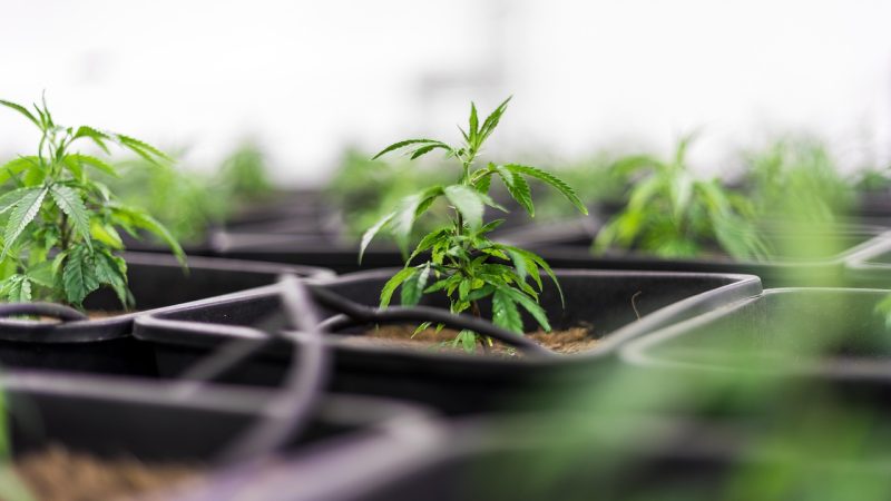 Очищенные Семена Конопли Питательная Ценность и Применение