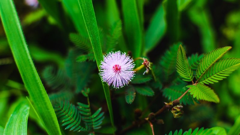 Сувениры из семян конопли как оригинальный и экологичный подарок