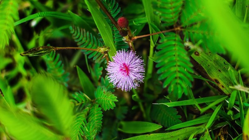 Семена конопли для рыбалки