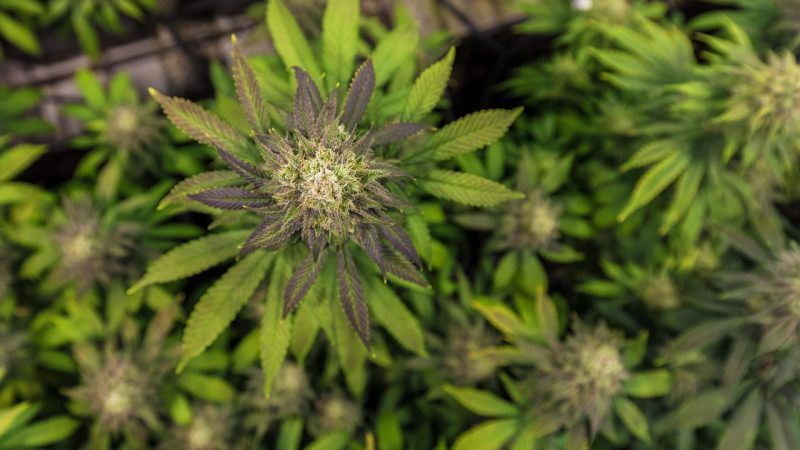 Семена конопли полезные свойства и применение