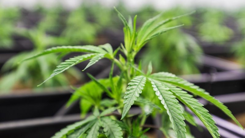 Где купить семена конопли в Москве