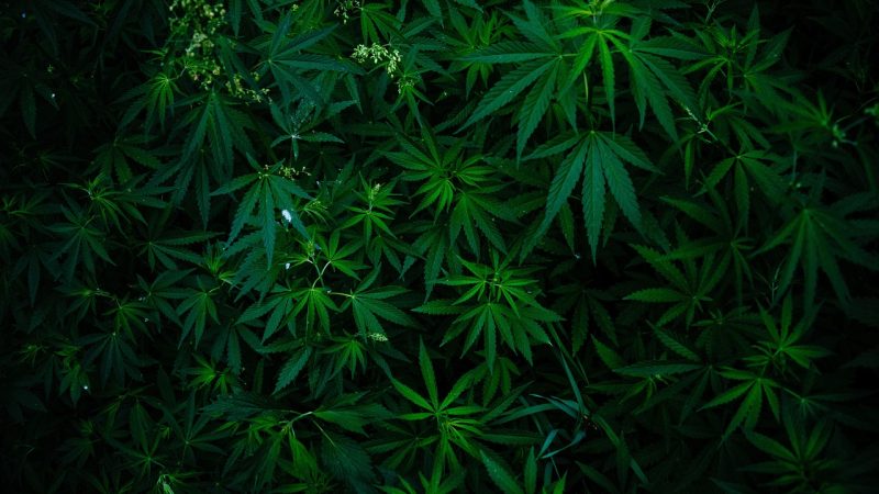 Семена конопли Auto Vertigo от Ganja Seeds