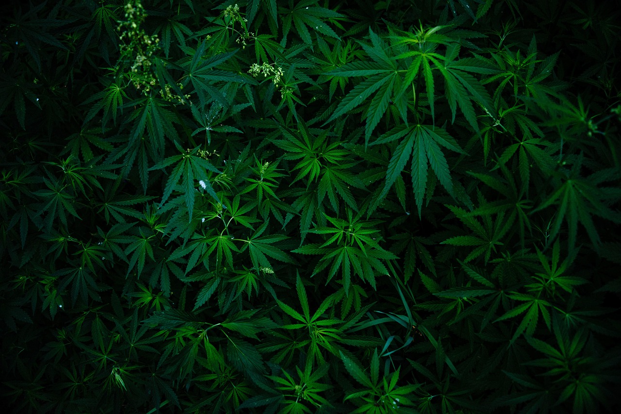 Семена конопли Auto Vertigo от Ganja Seeds