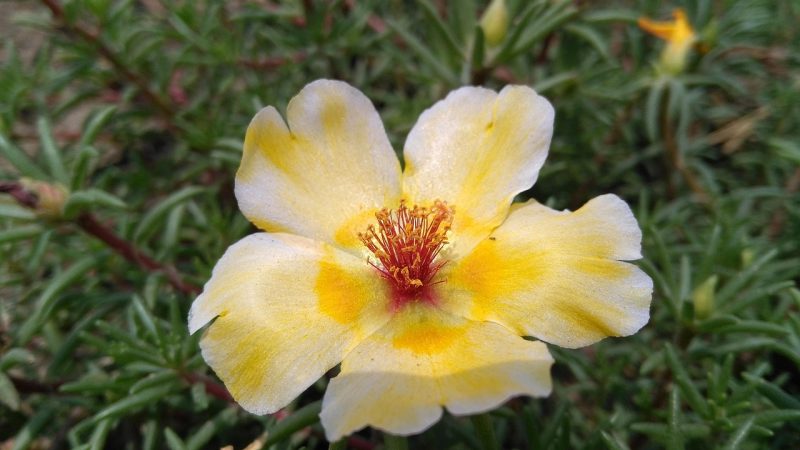 Самые мощные семена конопли для выращивания