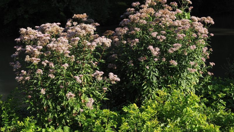 Питательная Ценность и Использование Семян Конопли