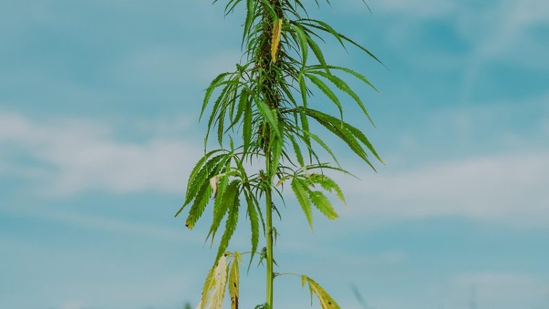 Семена конопли Autoflower High Potency Mix feminised от Dutch Passion Seeds