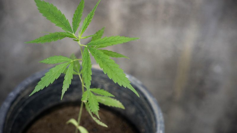 Проращивание семян конопли методы и советы для успешного старта