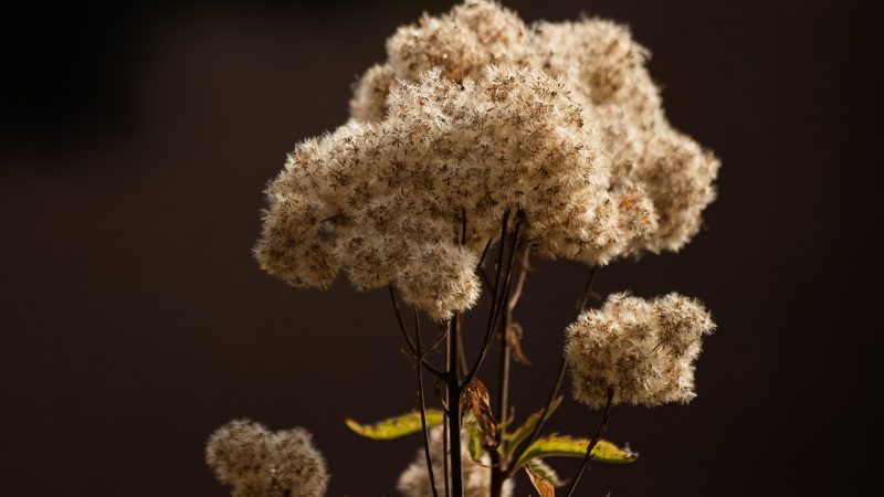 Задержание с семенами конопли что делать и какие последствия могут быть