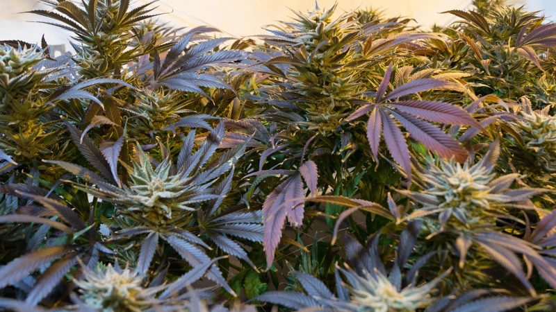 Коноплеводство в Беларуси история и перспективы развития