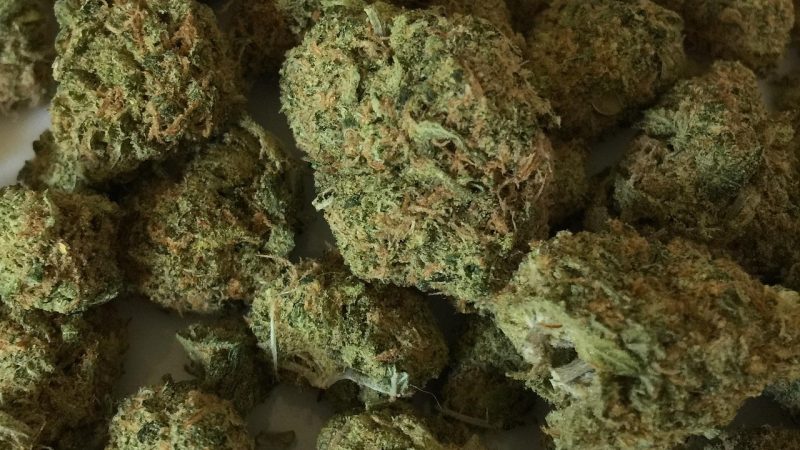 Семена конопли Chemdog feminised от Green House Seeds