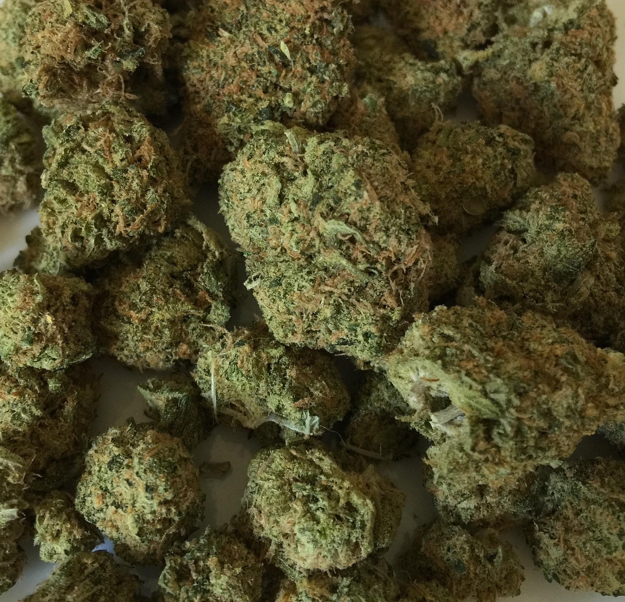 Семена конопли Chemdog feminised от Green House Seeds